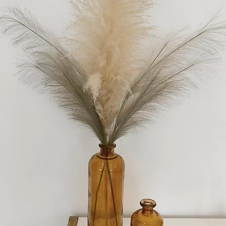 Fredjo Casa נאזרה